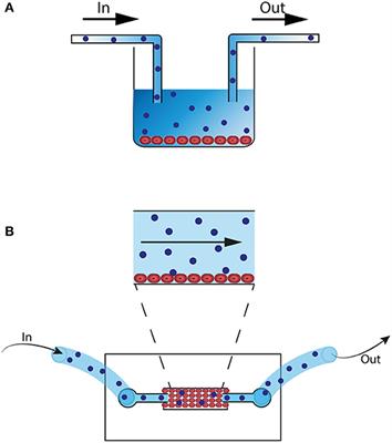 Advanced in vitro Research Models to Study the Role of Endothelial Cells in Solid Organ Transplantation